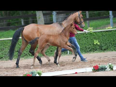 Fohlen von Cascadello I - Stalypso