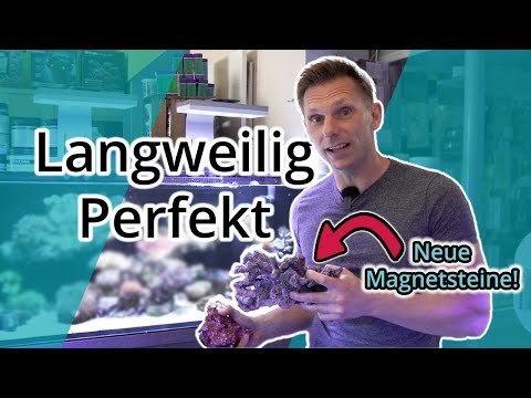 Dieses Becken läuft fast schon langweilig perfekt | D-D Reef Pro 1200 |  #2