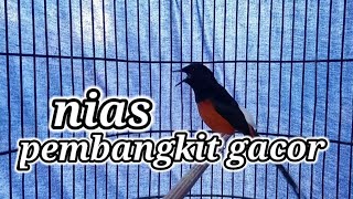 Download lagu murai batu Nias full tembakan pembangkit gacor mp3
