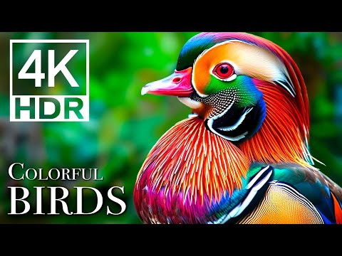 The Most Colorful Birds You'll Ever See In Birds Sound in the Forest