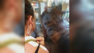 Orangutan Seems Fascinated By Woman's Bandages and Burn Scars