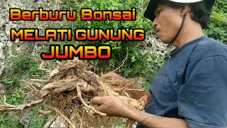 Download lagu Berburu Bonsai Melati Gunung Super Jumbo mp3