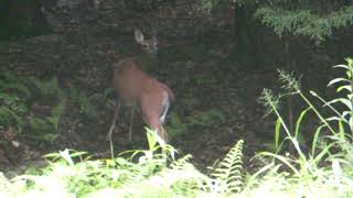 preview picture of video '2 deer in yard burlington ct 7-2-09'