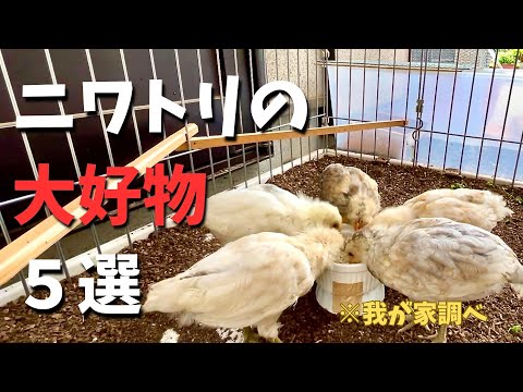 鶏にとって有毒な食べ物は何ですか