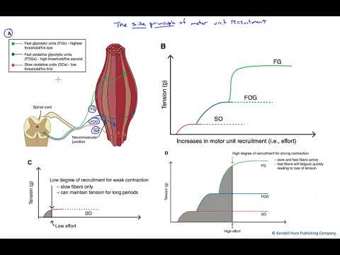 Size principle of motor unit recruitment