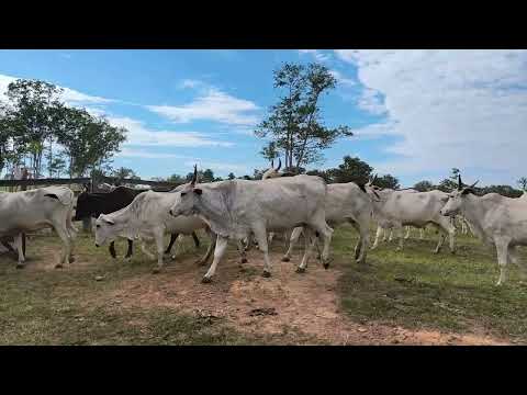 Sítio em vale do paraíso ro. Família Barnabé.gado bem cuidado 
