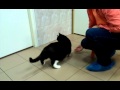 Cat with diabetic polyneuropathy after treatment ...