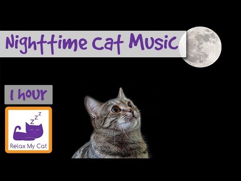 Music to Help Calm Down Overactive Cats at Nighttime - Soothing Music for Cats and Kittens