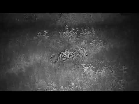 Djuma: Leopard-Tingana male drinks at pan then walks by cam - 04:45 - 01/10/21