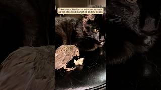 A kind woman rescued a helpless baby sparrow and raised it with love