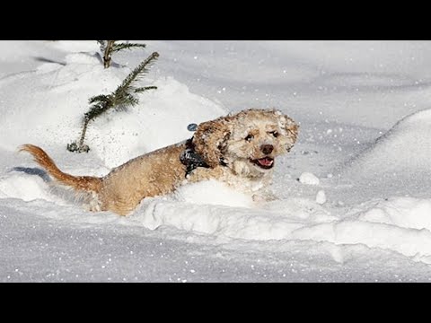 Funniest Dogs In Snow Videos 🤣 [Funny Pets]