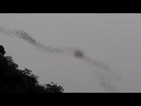 Wrinkle-lipped Free-tailed Bat, Chaerephon plicatus, Khao Yai NP, Thailand, 10 Apr 2011 (1/2)