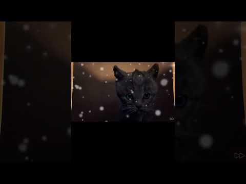 Cat Cartoon Video Little kitten Game #kidsvideo #cat #cats