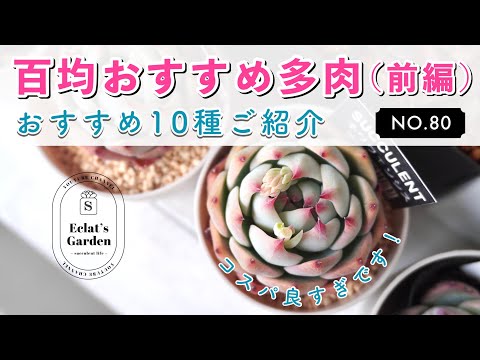 普通のスノープライド 植物