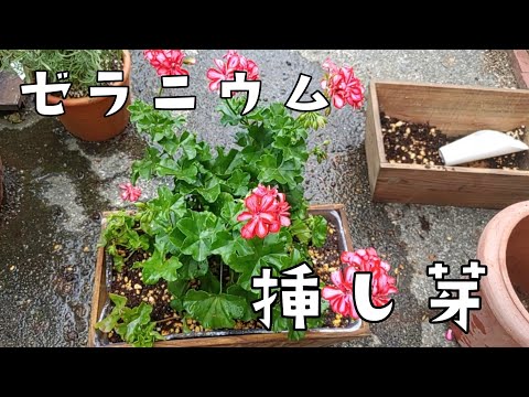 アイビーゼラニウムを水で切る