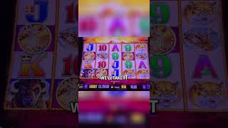 Buffalo Gold Slot Machine: Big Wins and Bonus Hopes! #shorts