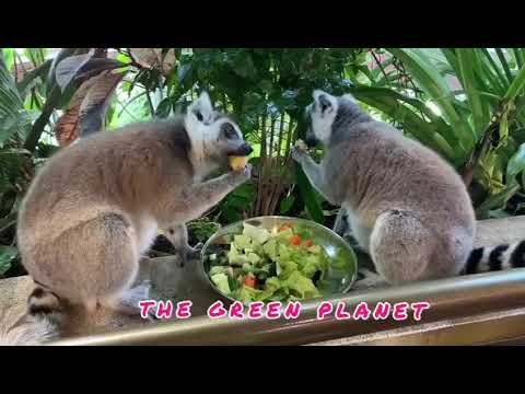 The Green Planet, City Walk, Dubai United Arab Emirates (School Field Trip 2024)