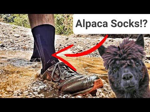 WillowAce Alpaca Socks Review