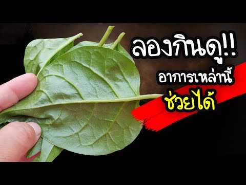 สิ่งที่เกิดขึ้น!! หลังกินผักปลัง ทึ่งผักพื้นบ้านประโยชน์สูงปรีด!! ไม่ขับถ่ายลองดู.. | Nava DIY
