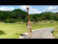 Giraffe Encounter On Kilimanjaro Safari S Disney S Animal Kingdom
