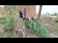 Donkey Successful In Our Village Complete Breeding Donkeykong Animals