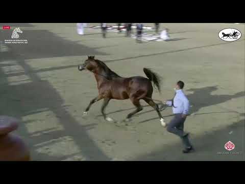 N 255 HILAL AL SAYED   Sharjah International Arabian Horse Festival 2021   Stallions 7 9 Years Old C
