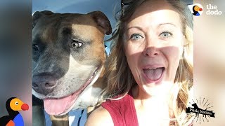 Pit Bull Dog Screams Like A Person When He&#39;s Happy | The Dodo Pittie Nation