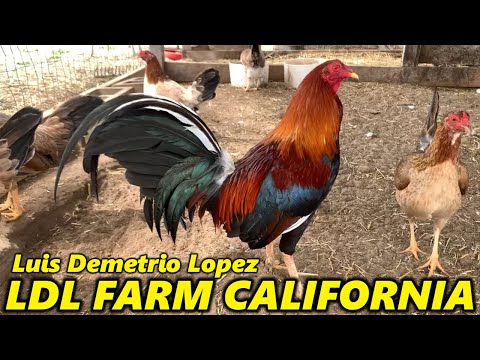 LDL FARM CALIFORNIA 💯 Best Quality Beautiful Birds