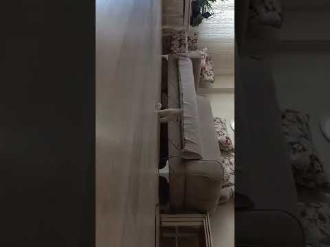 Sabah Sporu 🥎 #sports #cats  #cat #animals