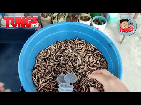 Superworm Breeding  for beginners (in one episode) TUNGS TV ep44