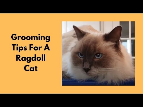 Grooming Tips For A Ragdoll Cat