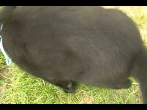 Tempests Mr. Midnight Ocean Breeze Black Male Puppy