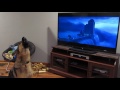 German shepherd howling with wolves from Zootopia♥