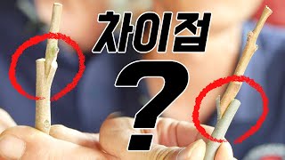 [나무 박사님 이야기] chapter5 작은 차이가 활착율을 결정합니다. 직접 확인하고 판단하세요 (접목 1…