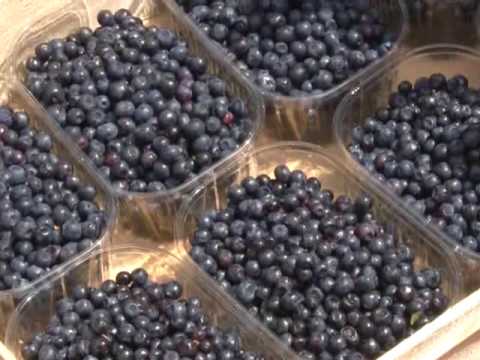 Dani borovnice na Kopaoniku