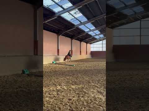 Heute das erste mal gesprungen☺️🫶🏻 #springen #pferd #reiter #horseriding