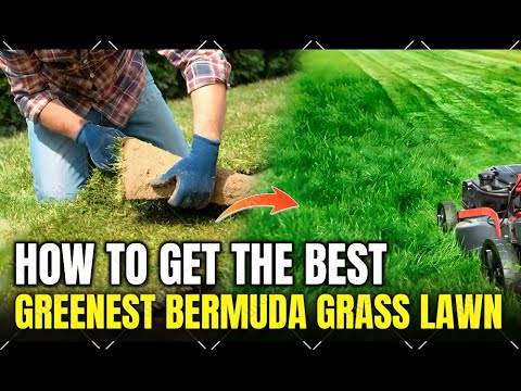 How to Get the Greenest Bermuda Grass Lawn in Texas This Spring!