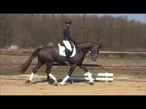 'Gandalf' (2015 gelding by Damon Hill) working outside