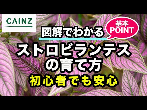 ルストロケルナエについて詳しく解説