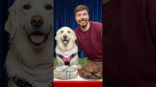 Would Your Dog Pick $10,000 or Steak?