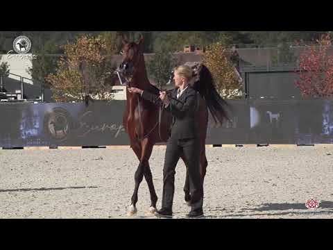 N.89 PERSEUS OS - European Championship 2020 - Prague - Stallions 4-6 Years Old (Class 11).mp4
