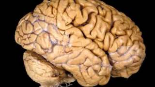 Brain - Macabre (unabomber version)