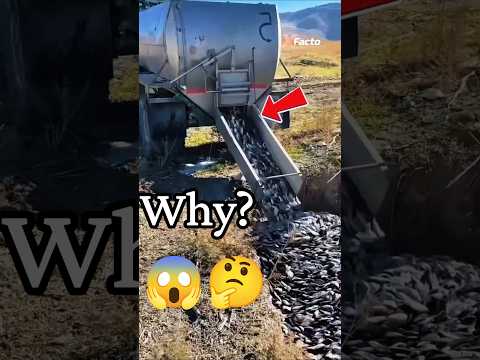 😲Why do they bury Fish in ground? #shorts #shortsfeed #news #facts #viral #fish #australia #animals