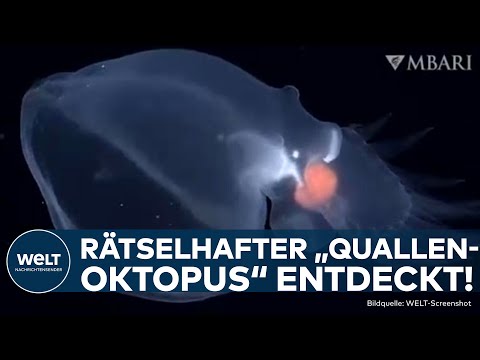 FASZINIERENDER FUND IM PAZIFIK: Quallen-Oktopus – Forscher finden neues Wesen in der Dunkelheit!