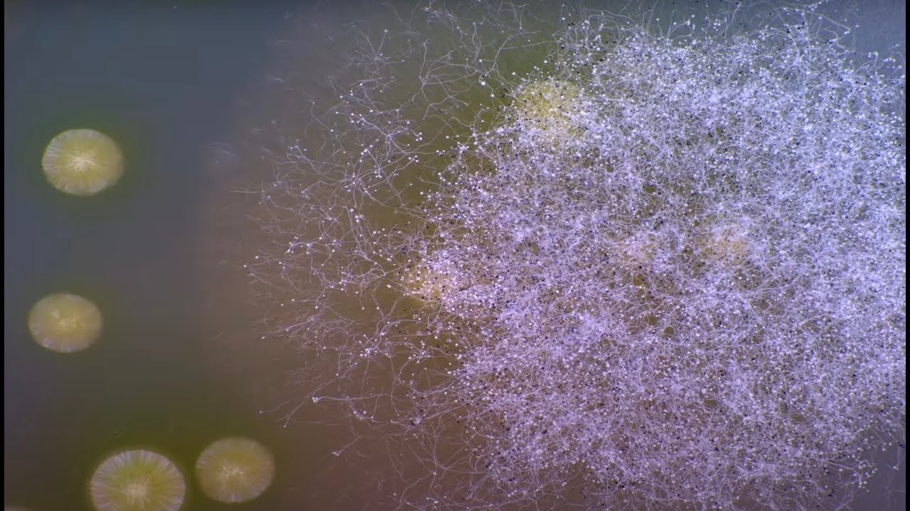 PreMiEr ERC - Precision Microbiome Engineering Research Center