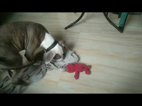 MEET MY NEW PET BRUTUS ! | CRISANTO VLOG