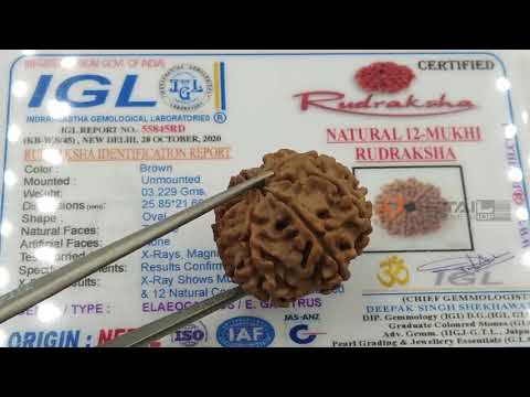 Nepali 17 Mukhi Rudraksha with IGL Lab Certified