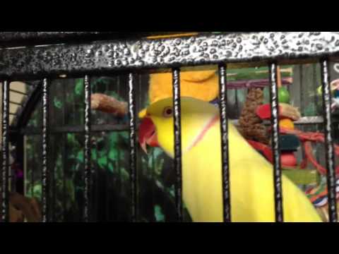 Good Morning Bitey Bowie!