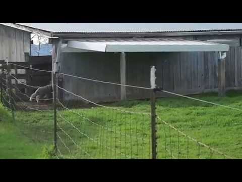 Lamb Gangs in Oregon