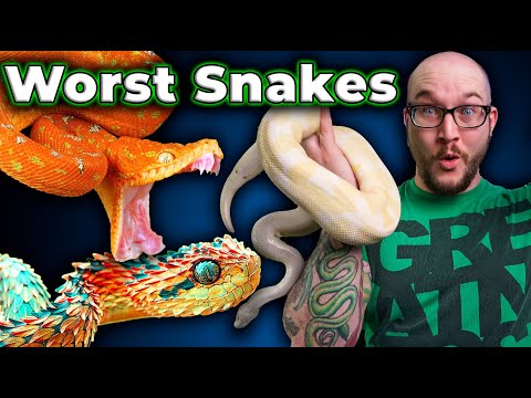 Top 5 WORST Pet Snakes and 5 BETTER Options You've Never Heard Of!